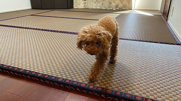 ワンちゃん畳
