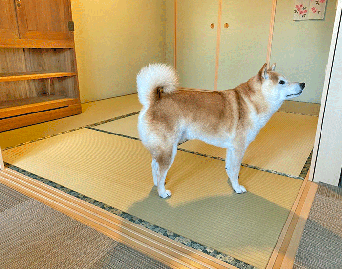 かわいいワンちゃんと和紙畳